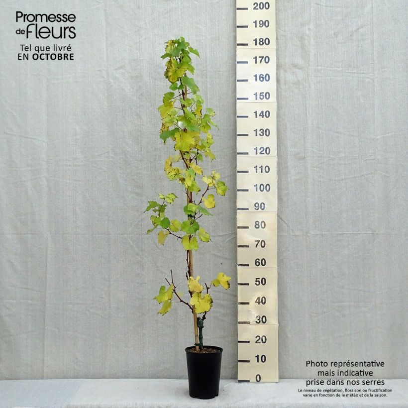 Vitis vinifera Evita - Grape vine 4L/5L pot sample as delivered in autumn