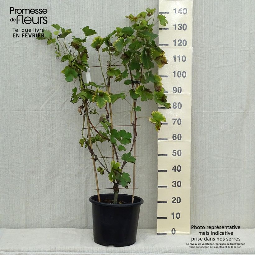 Vitis vinifera Fanny - Grape Vine 7.5L/10L pot sample as delivered in autumn