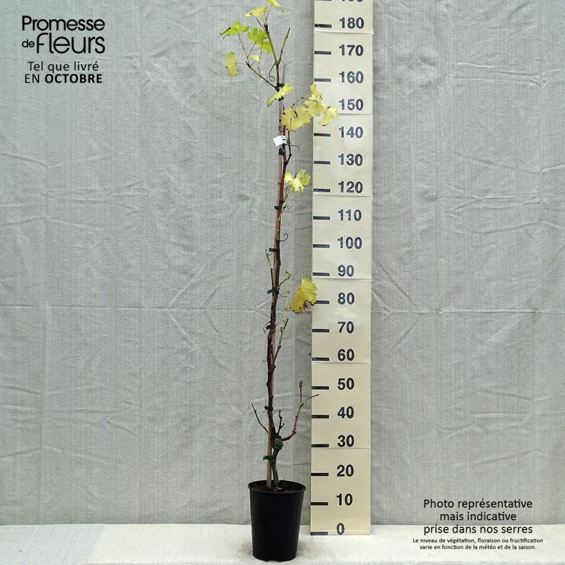 Vitis vinifera Fanny - Grape Vine 4L/5L pot sample as delivered in autumn