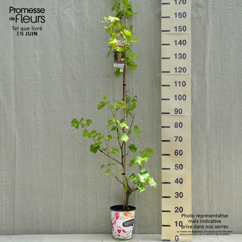 Vitis vinifera Fanny - Grape Vine 4L/5L pot sample as delivered in spring
