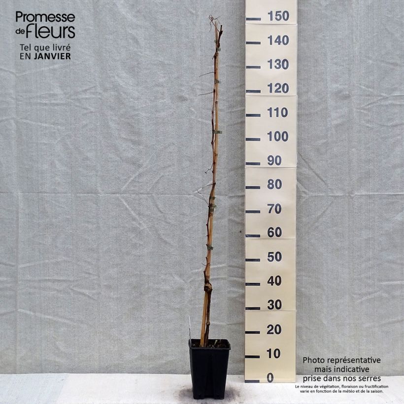 Vitis Fragola Nera - Strawberry vine 4L/5L pot sample as delivered in winter