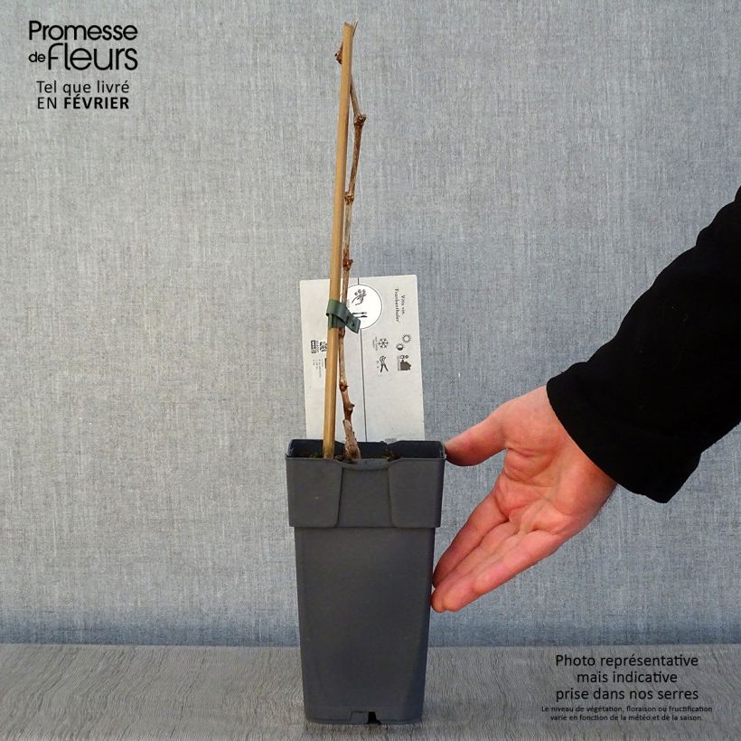 Vitis viniferaFrankenthaler - Grape vine 2L/3L pot sample as delivered in winter