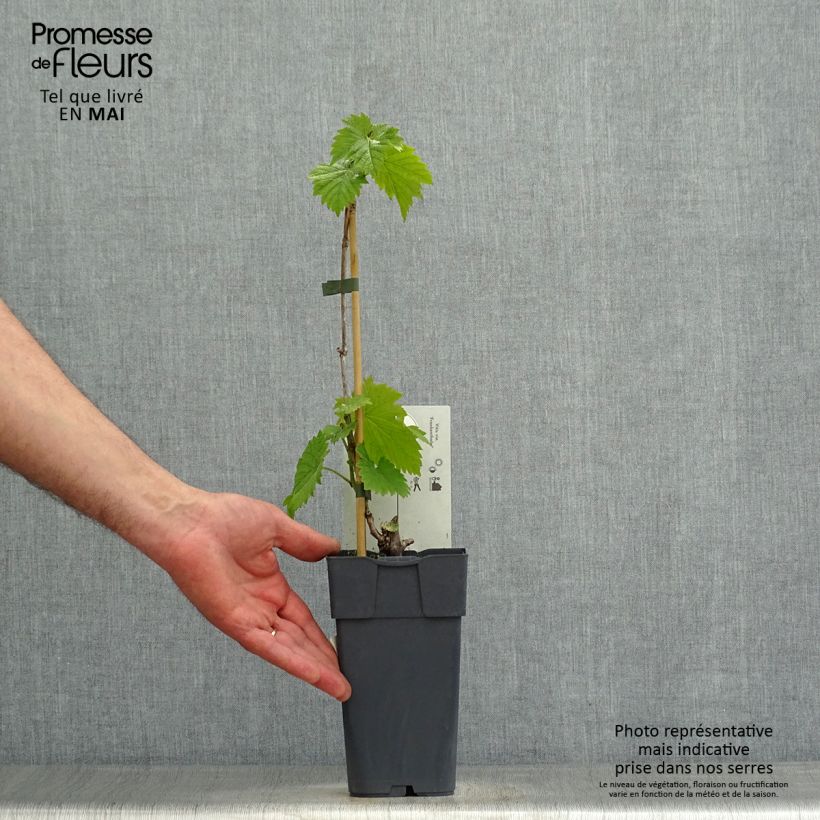 Vitis viniferaFrankenthaler - Grape vine 2L/3L pot sample as delivered in spring