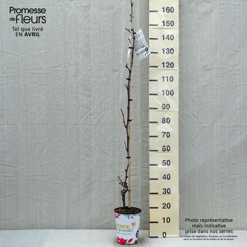 Vitis vinifera Katharina - Grape vine 4L/5L pot sample as delivered in spring