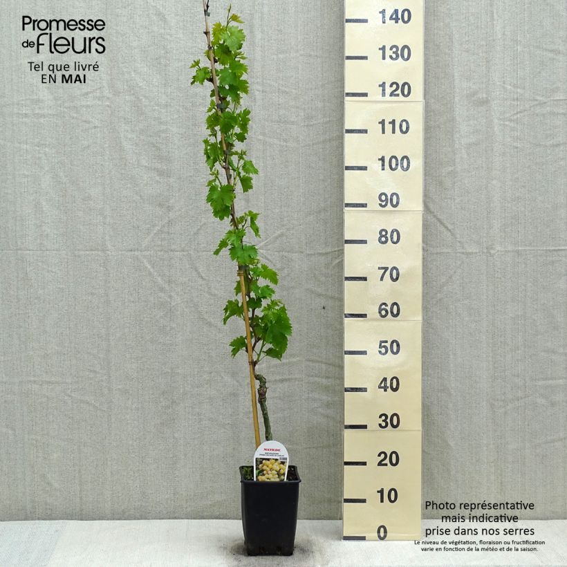 Vitis vinifera Matilde - Grape vine 3L/4L pot sample as delivered in spring