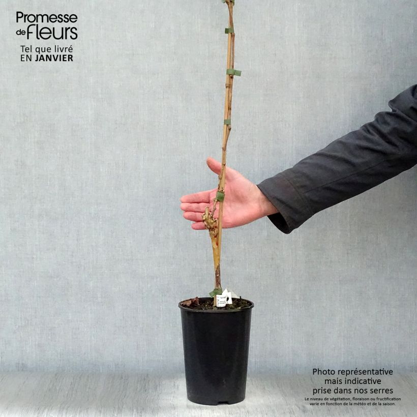 Vitis vinifera Merlot - Grape vine 2L/3L pot sample as delivered in winter