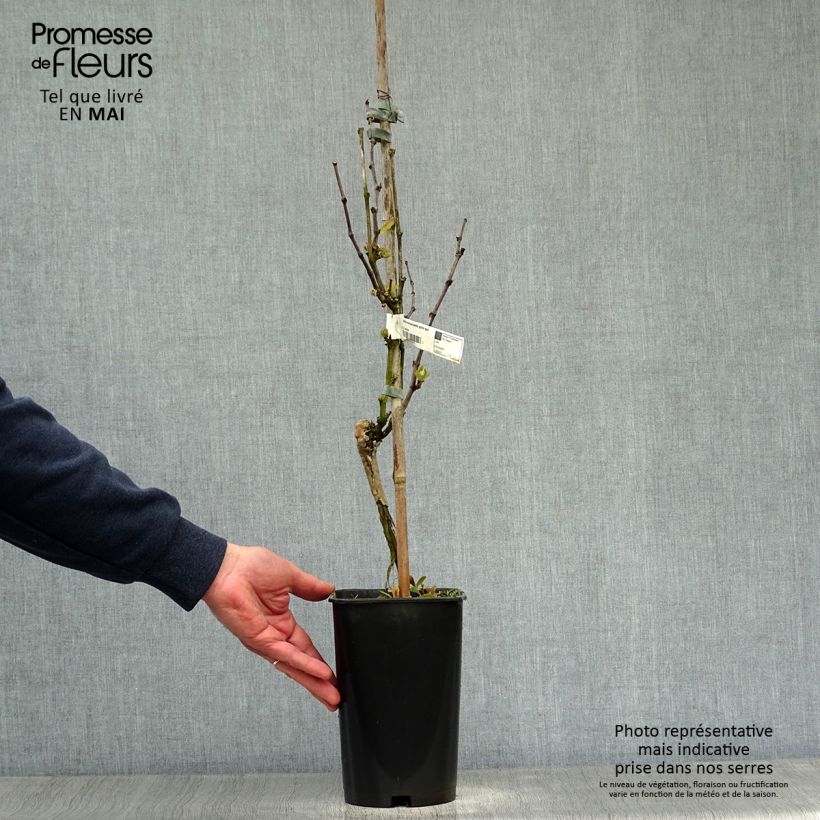 Vitis vinifera Muscat Blanc à Petits Grains - Grape Vine 2L/3L pot sample as delivered in spring