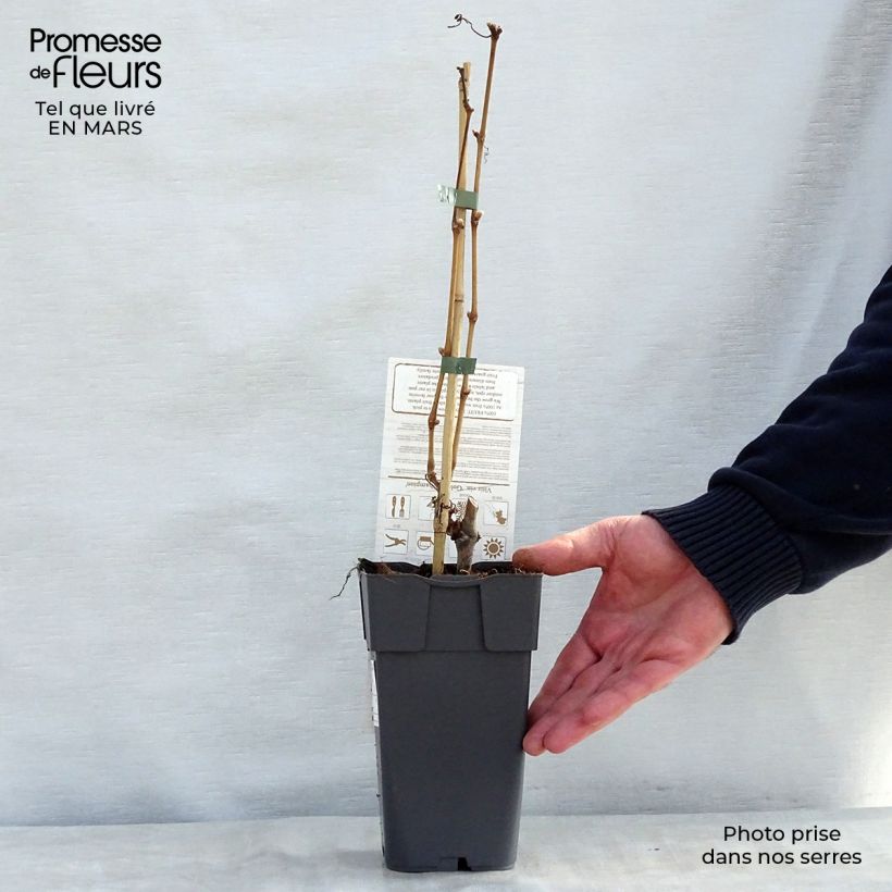 Vitis vinifera Muscat Vine champion - Grape vine 2L/3L pot sample as delivered in spring