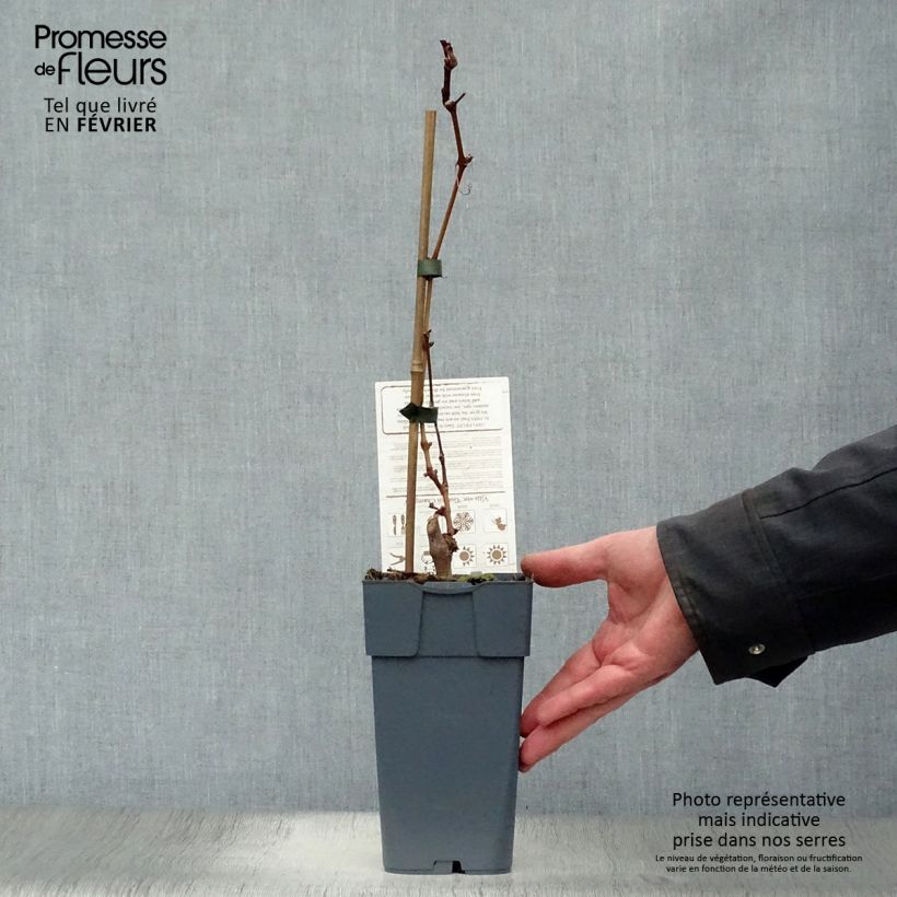 Vitis vinifera Muscat Vine champion - Grape vine 2L/3L pot sample as delivered in winter