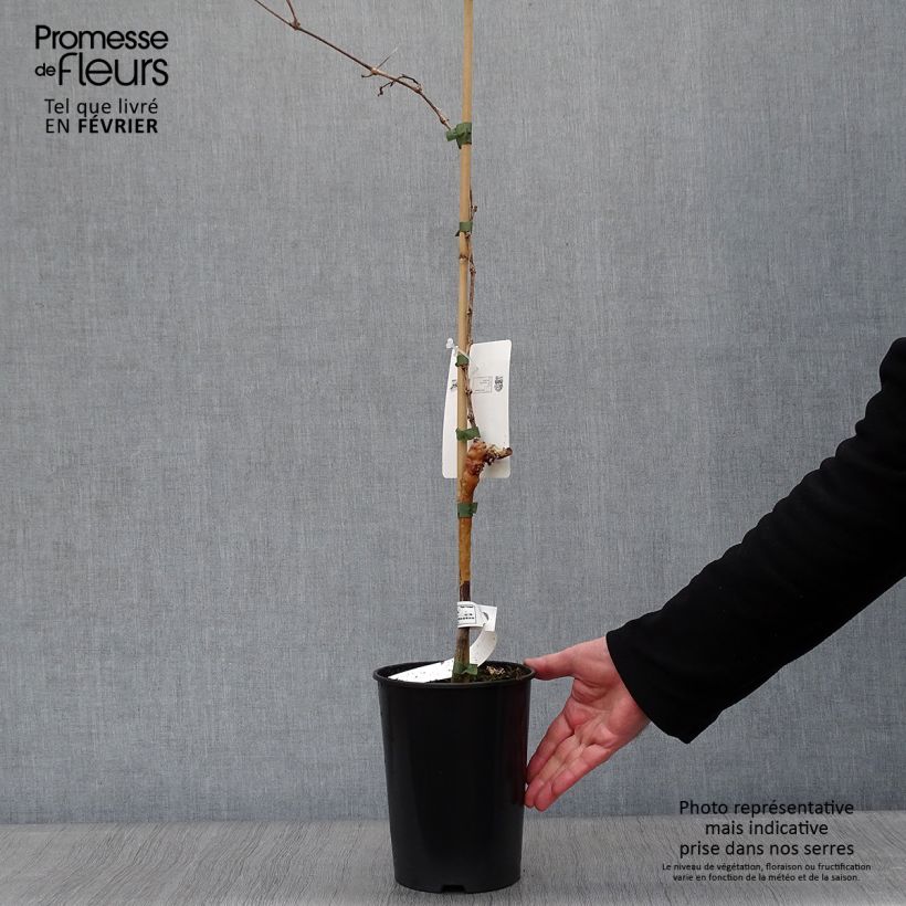 Vitis vinifera Muscat d'Alexandrie - Grape vine 2L/3L pot sample as delivered in winter