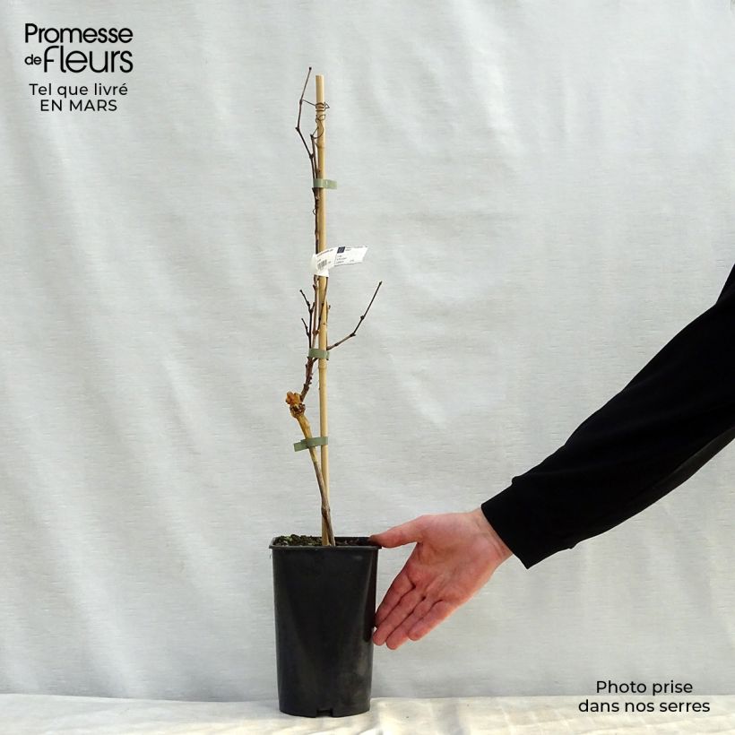 Vitis vinifera Noir Hâtif de Marseille - Grape vine 2L/3L pot sample as delivered in spring