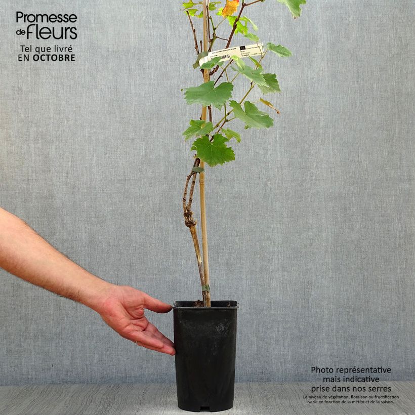 Vitis vinifera Noir Hâtif de Marseille - Grape vine 2L/3L pot sample as delivered in autumn