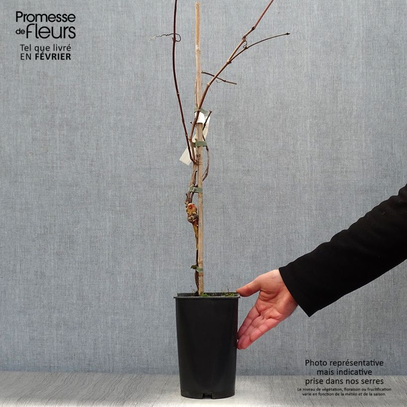 Vitis vinifera Noir Hâtif de Marseille - Grape vine 2L/3L pot sample as delivered in winter