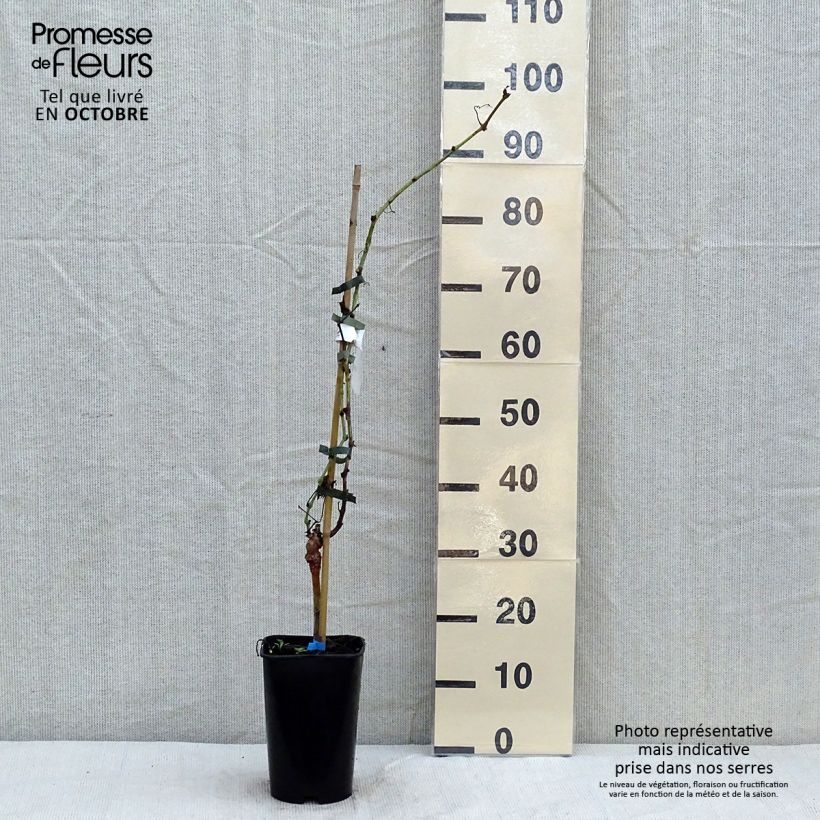 Vitis vinifera Ora - Grape vine 2L/3L pot sample as delivered in autumn