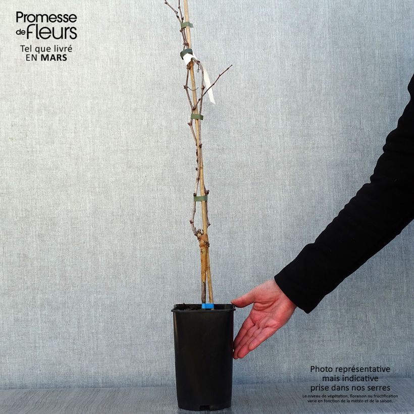 Vitis vinifera Ora - Grape vine 2L/3L pot sample as delivered in winter