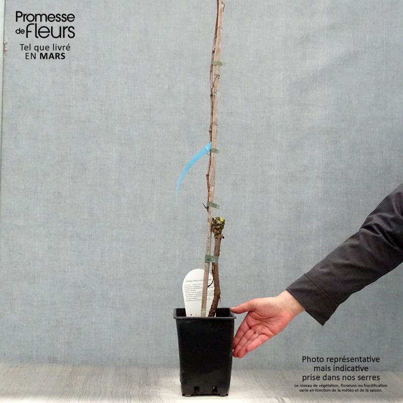 Vitis vinifera Perle de Csaba - Grape Vine 1.5L/2L pot sample as delivered in spring