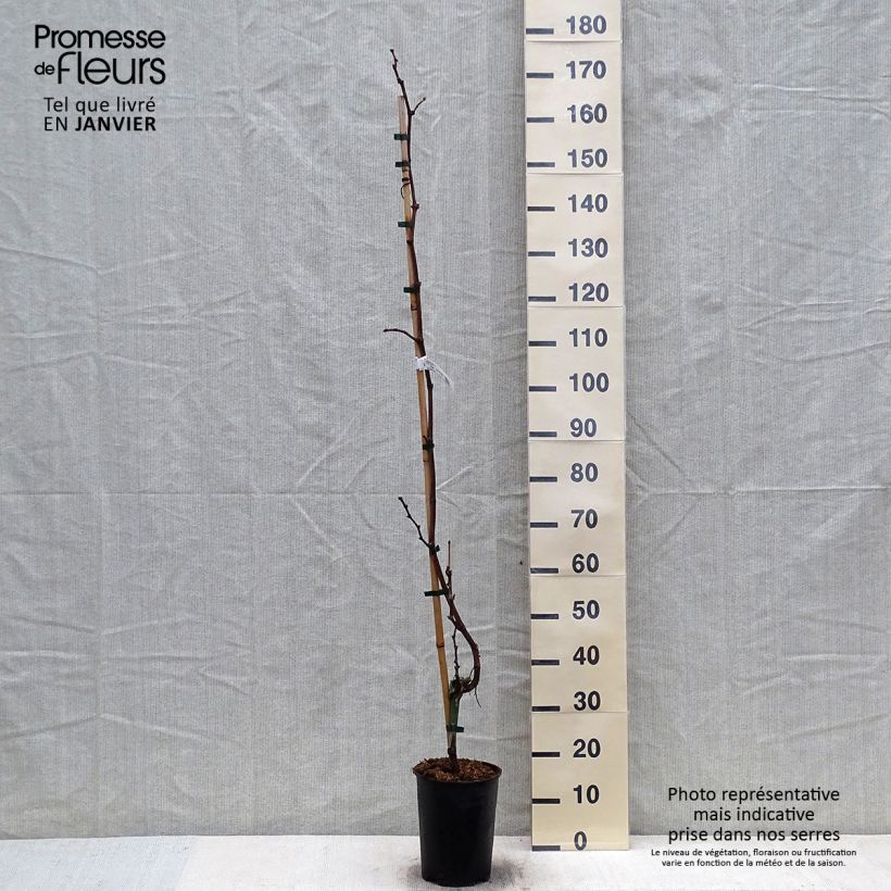 Vitis vinifera Philipp - Grape Vine 4L/5L pot sample as delivered in winter