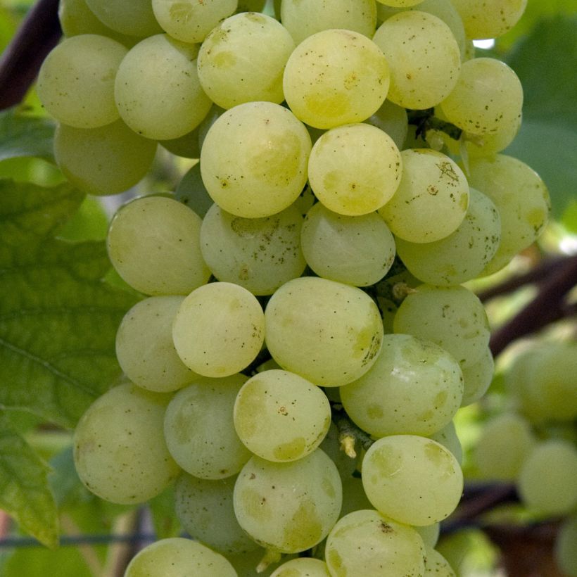Vitis vinifera Fanny - Grape Vine (Harvest)