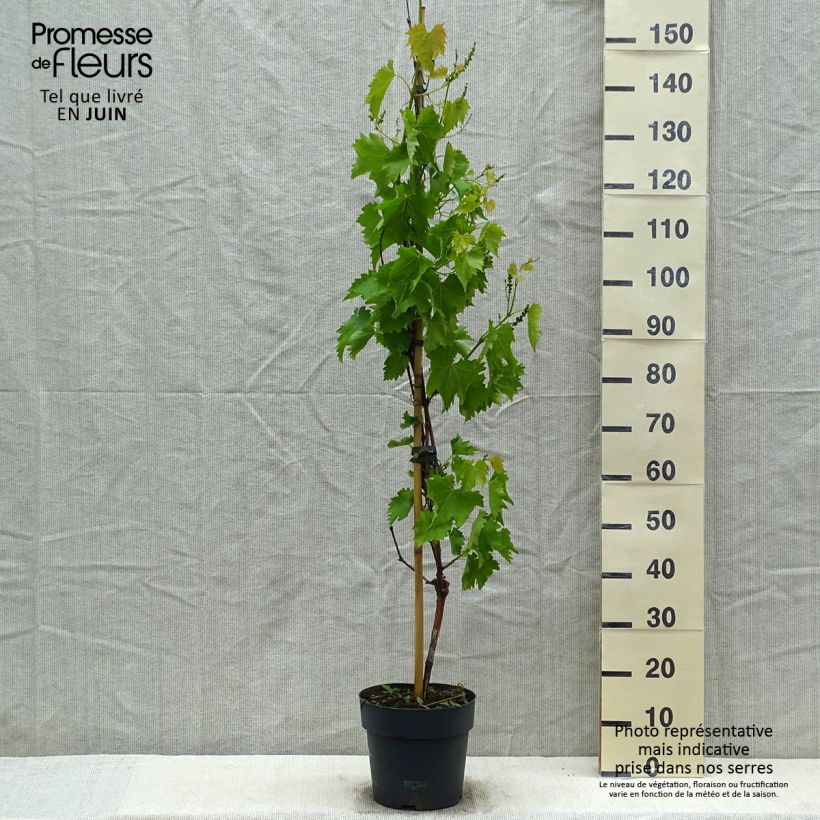 Vitis vinifera Muscat Bleu - Grape vine 4L/5L pot sample as delivered in spring