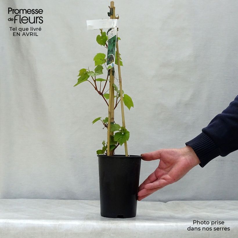 Vitis coignetiae - Ornamental Vine 2L/3L pot sample as delivered in spring