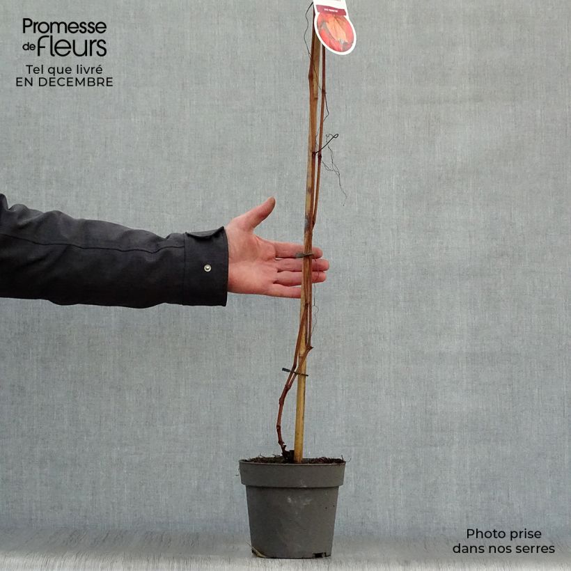 Vitis coignetiae - Ornamental Vine 2L/3L pot sample as delivered in winter