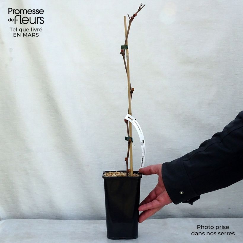 Vitis vinifera Incana - Ornamental Grape Vine 1.5L/2L pot sample as delivered in spring