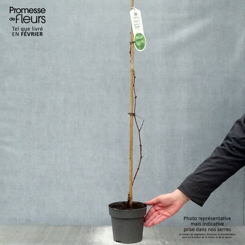 Vitis vinifera Purpurea - Grape Vine 2L/3L pot sample as delivered in winter