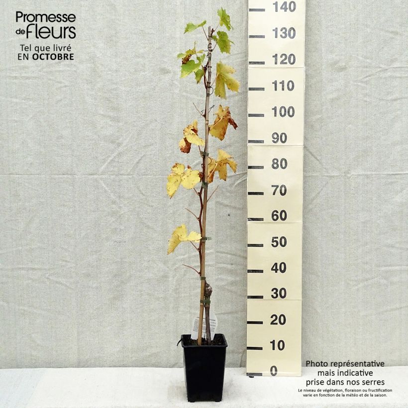 Vitis vinifera Aperina rossa - Seedless Grape vine 3L/4L pot sample as delivered in autumn