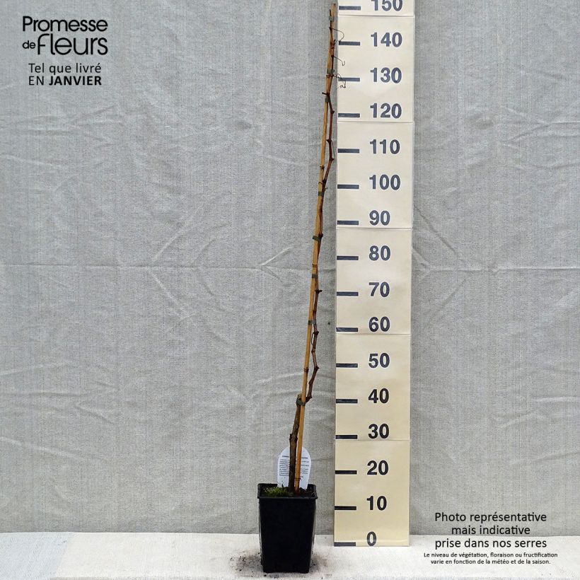 Vitis vinifera Sultanica bianca - Grape Vine 1.5L/2L pot sample as delivered in winter