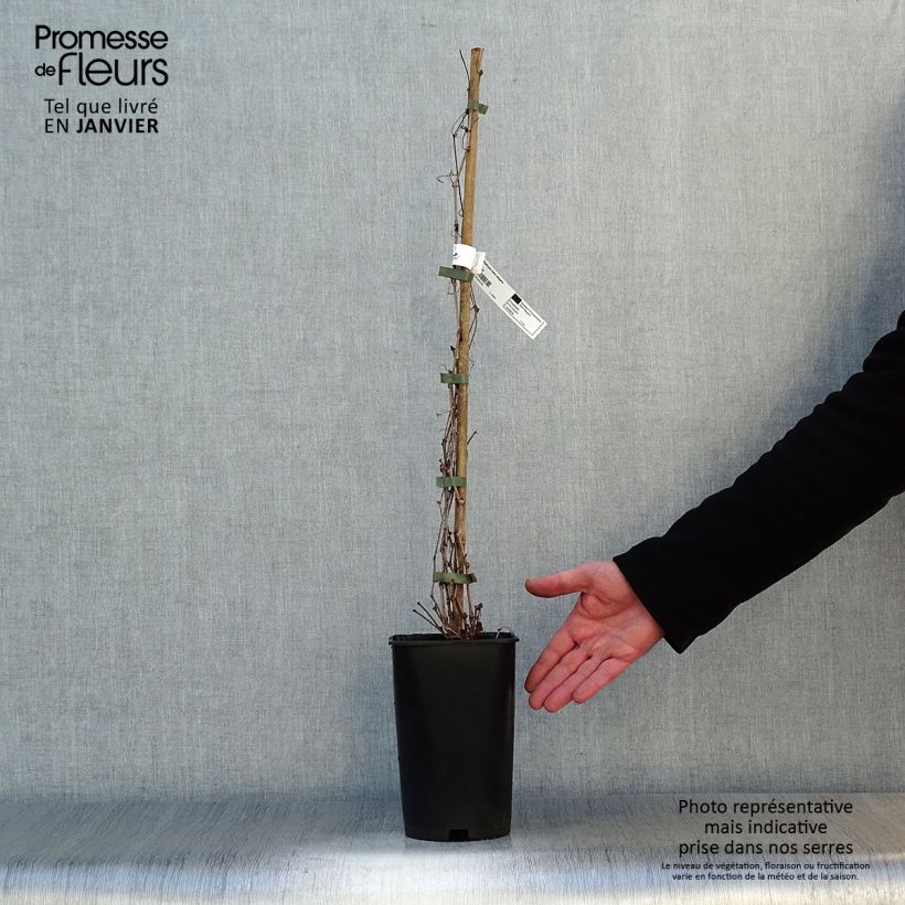 Ampelopsis brevipedunculata Elegans - Porcelainberry 1.5L/2L pot sample as delivered in winter