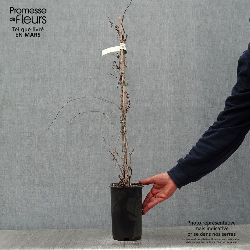 Ampelopsis brevipedunculata Elegans - Porcelainberry 3L/4L pot sample as delivered in winter