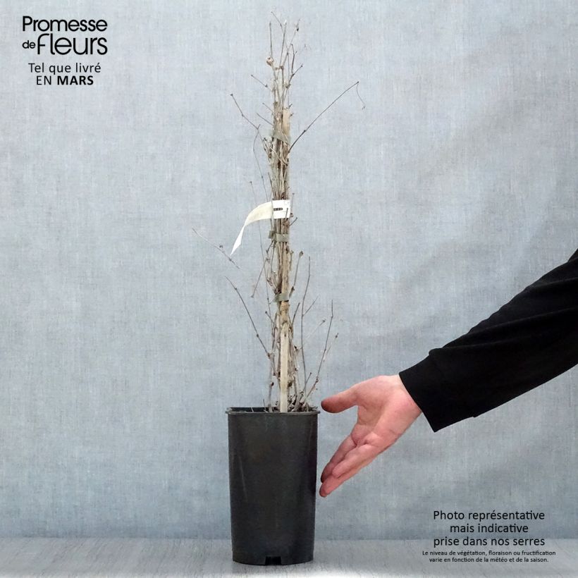 Ampelopsis brevipedunculata Elegans - Porcelainberry 3L/4L pot sample as delivered in spring