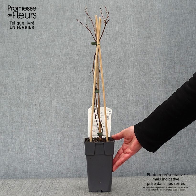 Parthenocissus quinquefolia Engelmannii - Virginia Creeper 2L/3L pot sample as delivered in winter