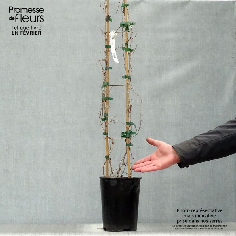 Parthenocissus tricuspidata Fenway Park - Boston Ivy 4L/5L pot sample as delivered in winter