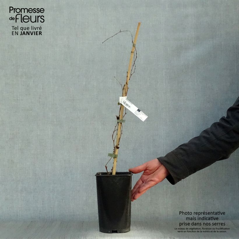 Parthenocissus tricuspidata Lowii- Boston Ivy 2L/3L pot sample as delivered in winter