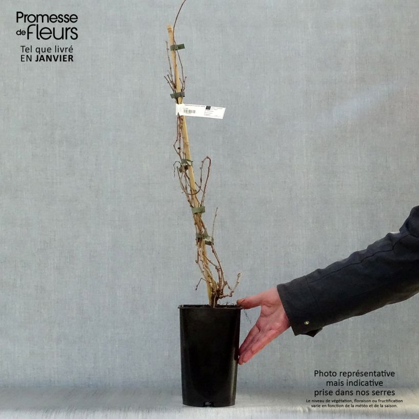 Parthenocissus tricuspidata Veitchii Robusta -Boston Ivy 1.5L/2L pot sample as delivered in winter