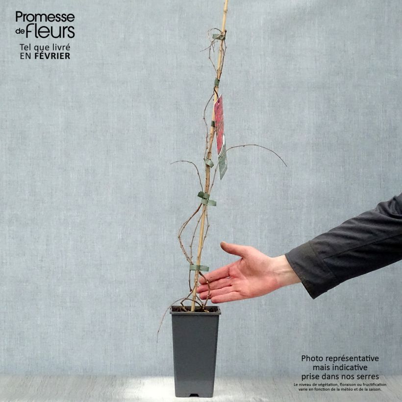 Parthenocissus tricuspidata Veitchii - Boston Ivy 2L/3L pot sample as delivered in winter