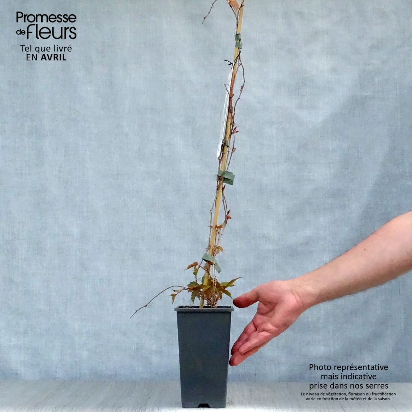 Parthenocissus tricuspidata Veitchii - Boston Ivy 2L/3L pot sample as delivered in spring