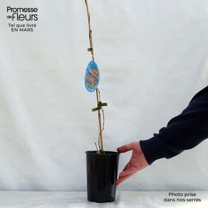 Parthenocissus henryana 2L/3L pot sample as delivered in spring