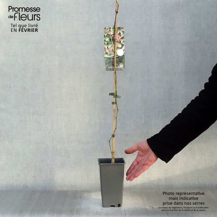 Parthenocissus henryana 2L/3L pot sample as delivered in winter