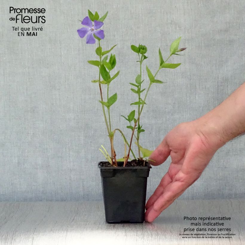 Vinca major  7/8 cm pot sample as delivered in spring