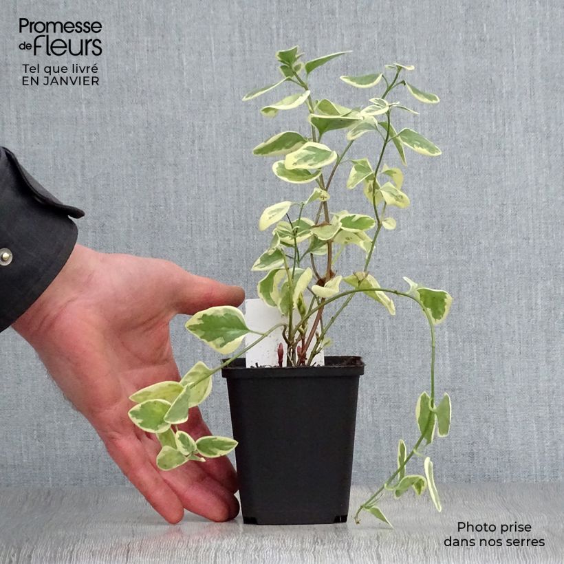 Vinca major Variegata 8/9 cm pot sample as delivered in winter