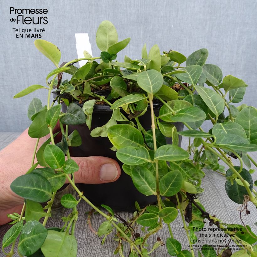 Vinca minor Alba 2L/3L pot sample as delivered in winter