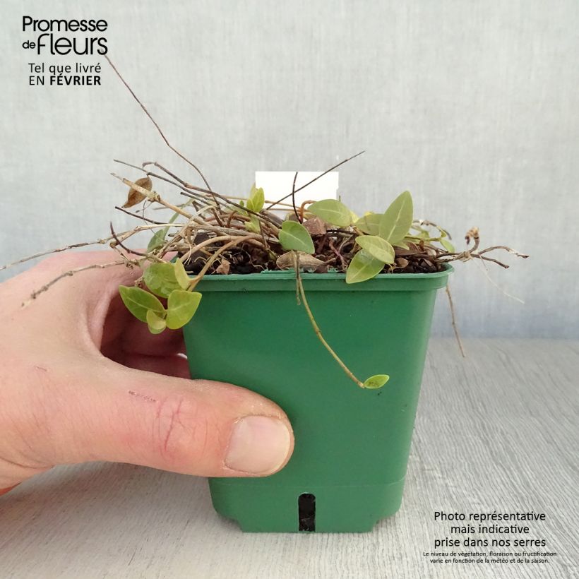 Vinca minor Anna 8/9 cm pot sample as delivered in winter