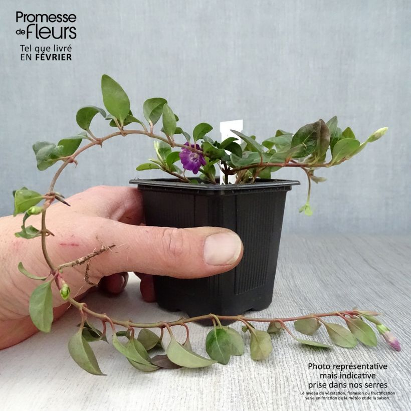 Vinca minor Atropurpurea 8/9 cm pot sample as delivered in winter