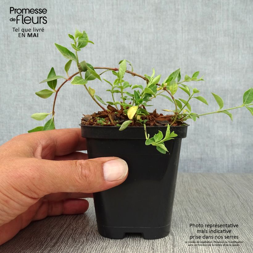 Vinca minor Atropurpurea 8/9 cm pot sample as delivered in spring