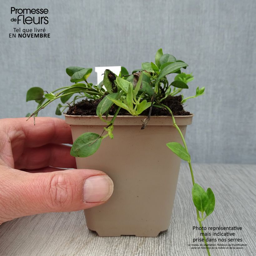 Vinca minor Gertrude Jekyll 8/9 cm pot sample as delivered in autumn
