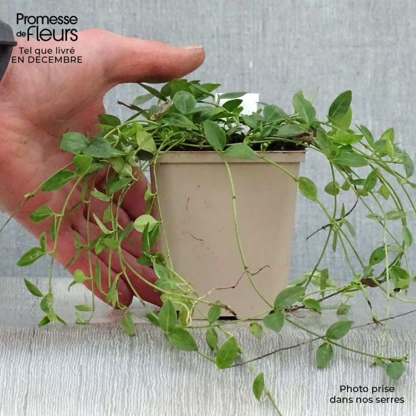 Vinca minor Gertrude Jekyll 8/9 cm pot sample as delivered in winter