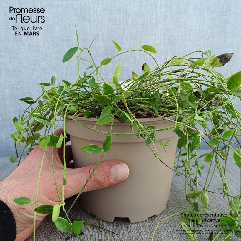 Vinca minor Gertrude Jekyll 2L/3L pot sample as delivered in winter