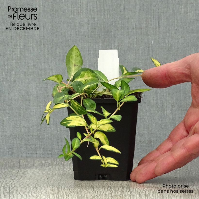 Vinca minor Illumination 8/9 cm pot sample as delivered in winter